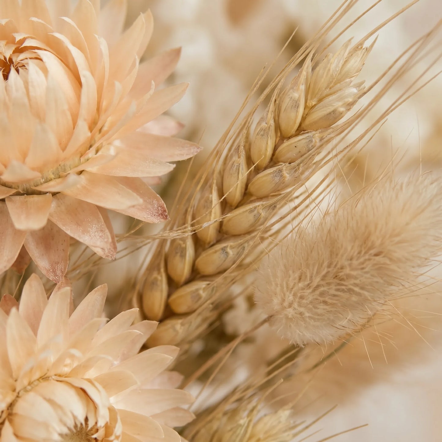Trockenblumen Nahaufnahme – Strohblume, Weizen und Hasenschwanz