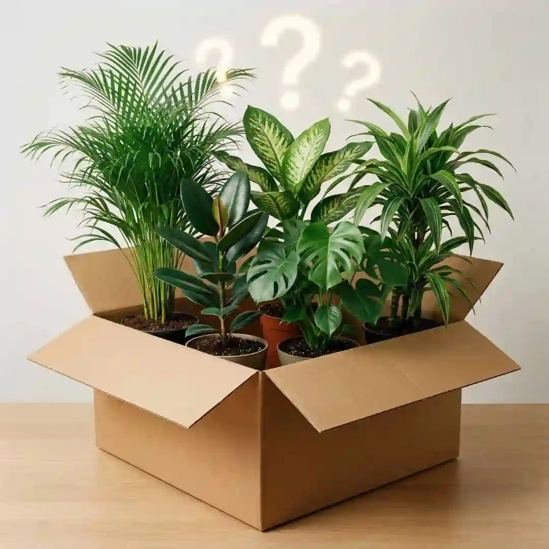 Pflanzen Überraschungsbox