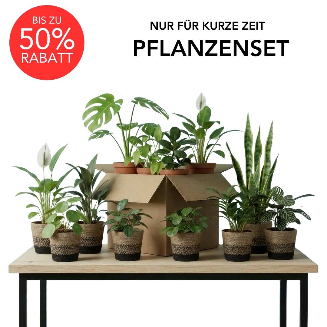 Rette mich: Zimmerpflanzen Set