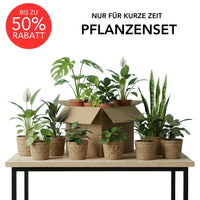 Rette mich: Zimmerpflanzen Set