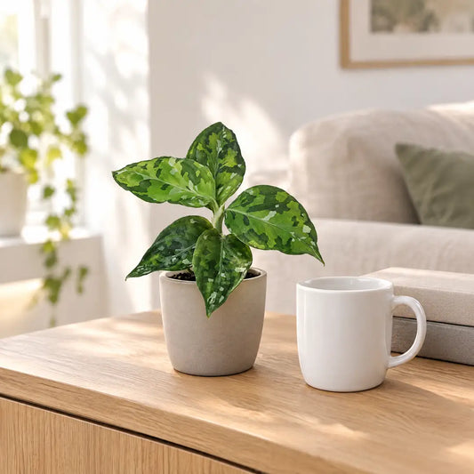 Aglaonema Pictum Tricolor im beigen Übertopf auf einem Sideboard im hellen Wohnzimmer