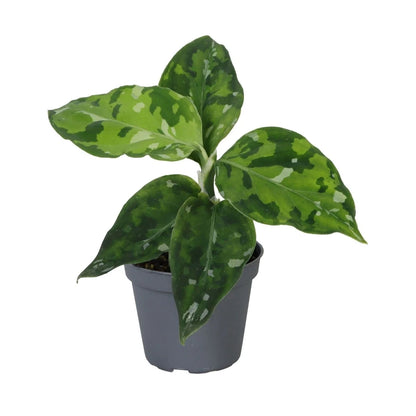 Aglaonema Pictum Tricolor als Jungpflanze im grauen Ø-6-cm-Kulturtopf im Lieferzustand
