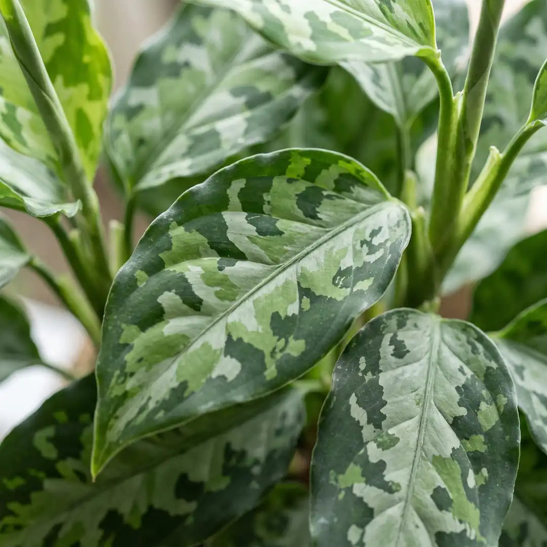 Nahaufnahme der Blätter der Aglaonema Pictum Tricolor mit Tarnmuster in drei Grüntönen
