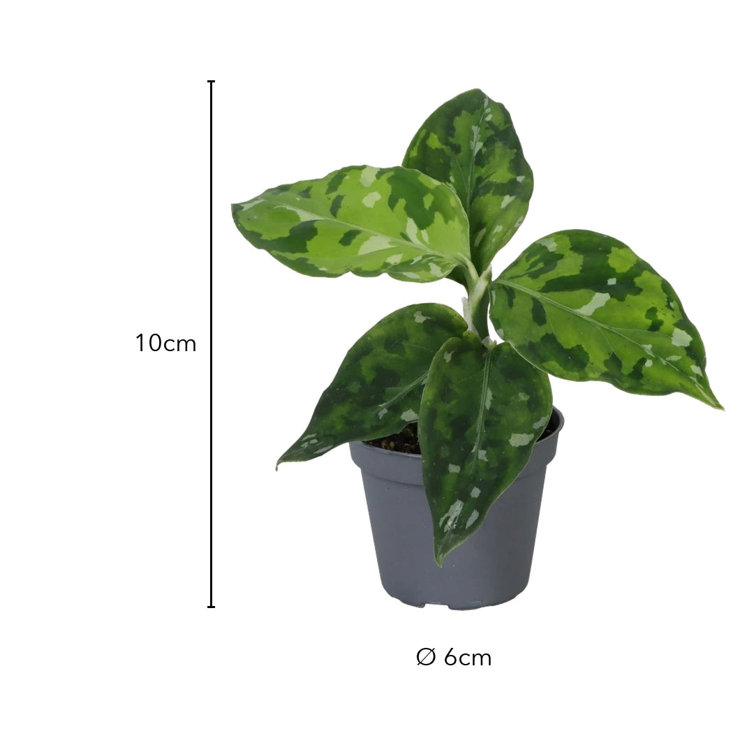 Größenangabe der Aglaonema Pictum Tricolor: ca. 10 cm hoch im Topf mit Ø 6 cm
