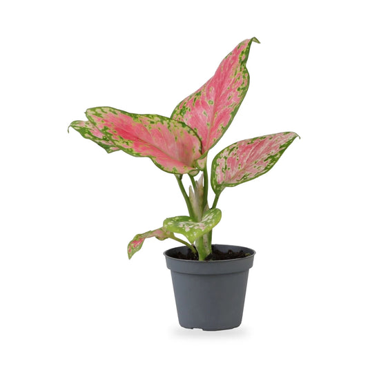 Aglaonema Red Valentine im grauen 6-cm-Anzuchttopf im Lieferzustand, freigestellt