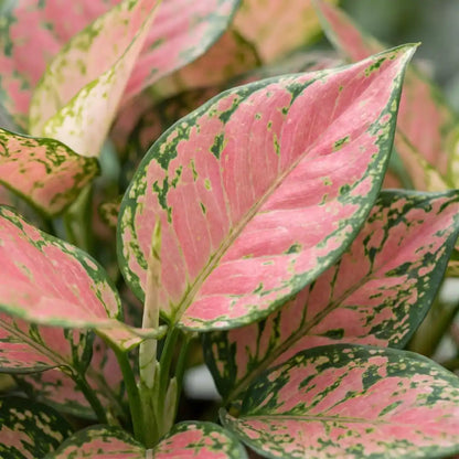 Rosa Blätter der Aglaonema Red Valentine mit dunkelgrünem Rand und grünen Sprenkeln in Nahaufnahme