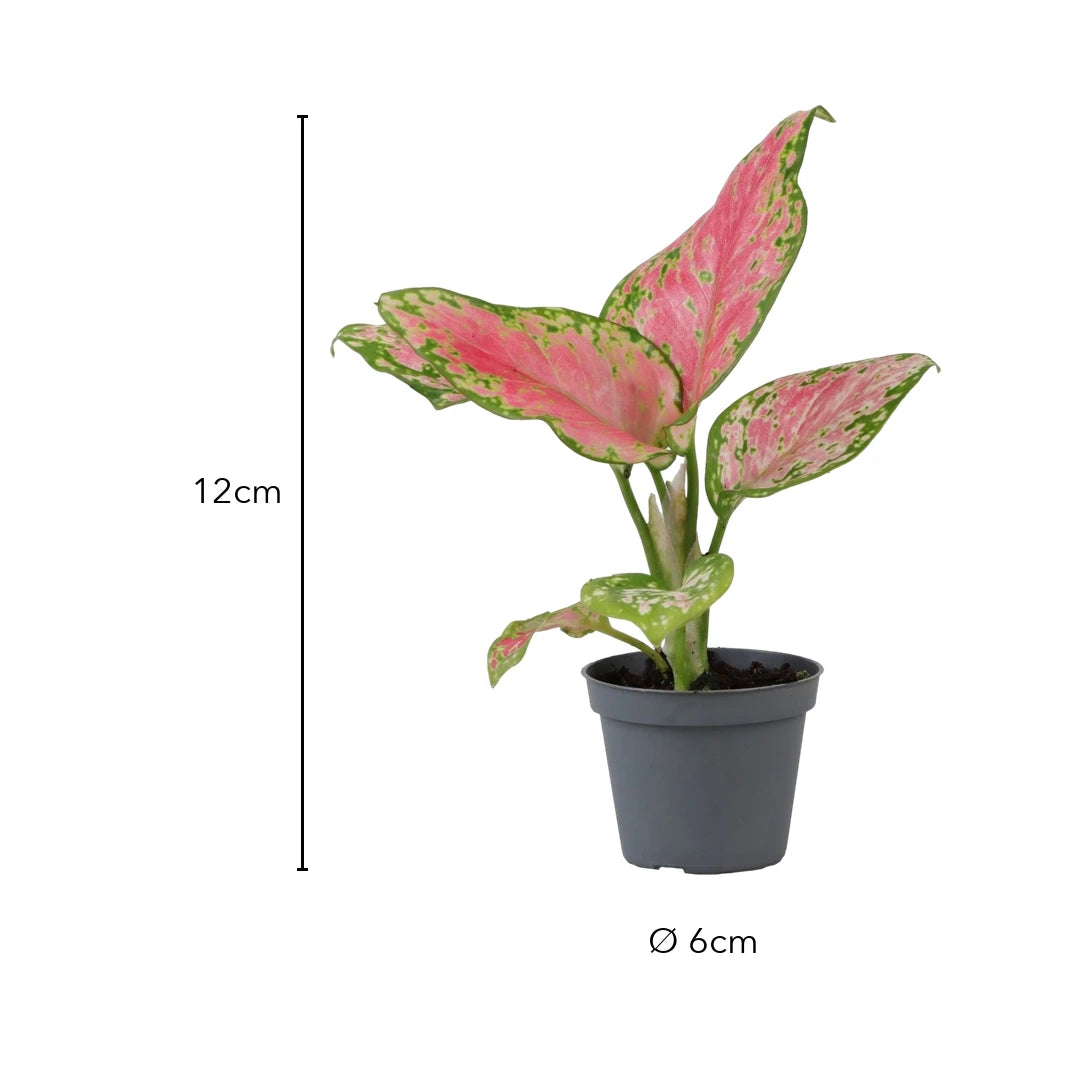 Größe Aglaonema Red Valentine: 12cm, Topf Ø 6cm