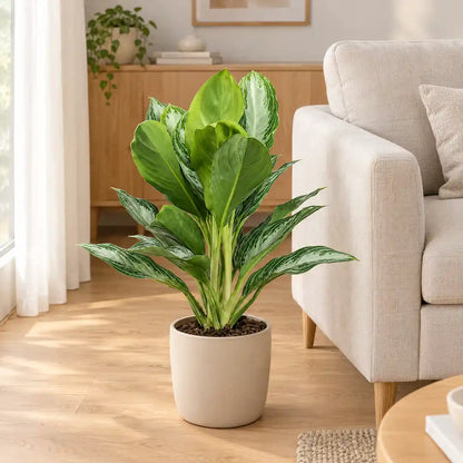 Aglaonema Silver Bay mit silbergrauen Blättern im beigen Übertopf neben einem hellen Sofa