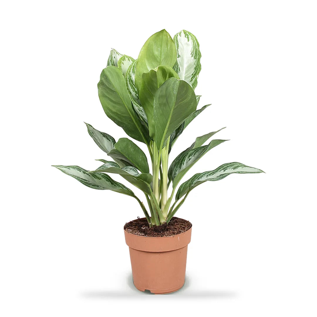 Aglaonema Silver Bay im Ø-17-cm-Kulturtopf im Lieferzustand, ca. 70 cm hoch