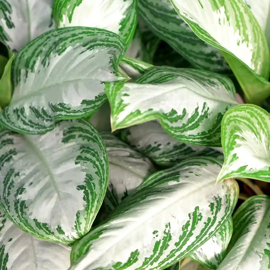 Nahaufnahme der silbergrauen Blätter mit dunkelgrünem Rand der Aglaonema Silver Bay