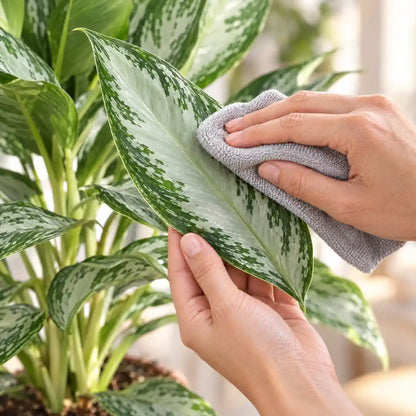 Hand wischt ein silbergraues Blatt der Aglaonema Silver Bay mit einem Tuch ab