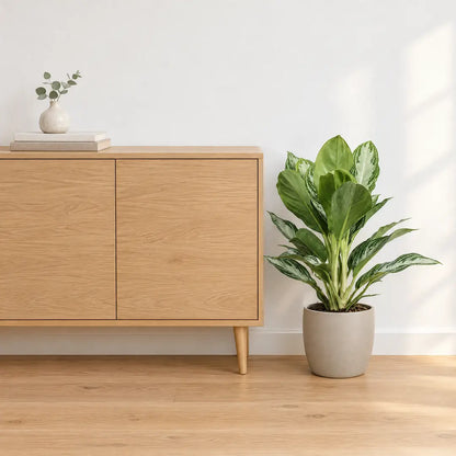 Aglaonema Silver Bay im greigen Übertopf neben einem Sideboard als Größenvergleich