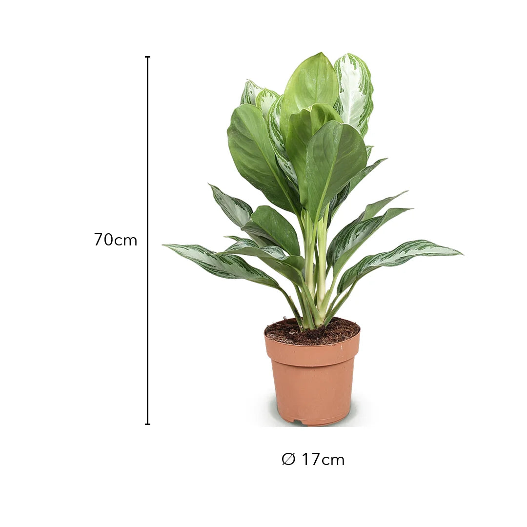 Größe Aglaonema Silver Bay: 70 cm, Topf Ø 17 cm