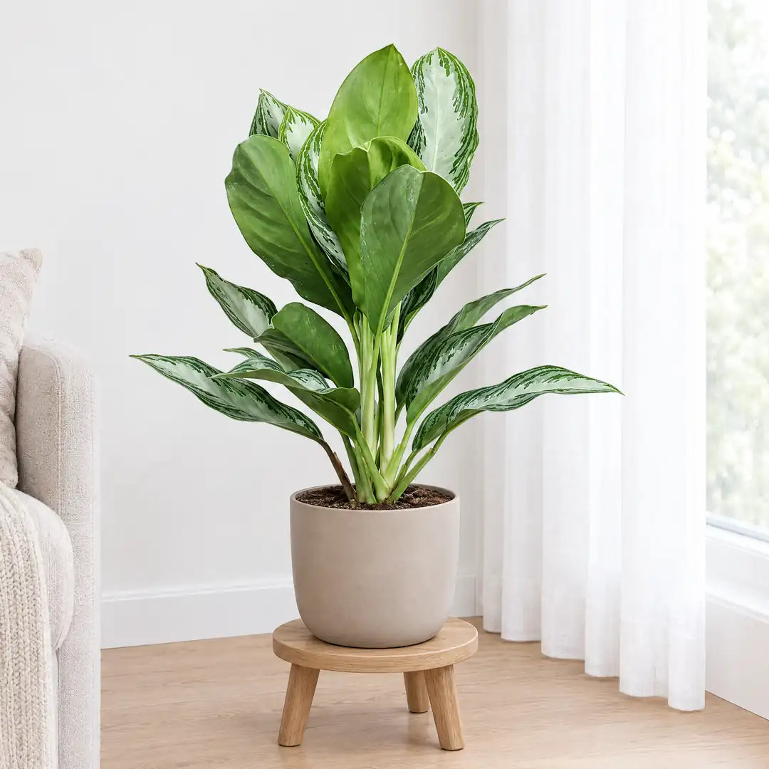 Aglaonema Silver Bay an einem hellen Platz neben einem Fenster mit lichter Gardine
