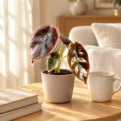 Alocasia Cuprea Red Secret im greigen Übertopf auf einem Beistelltisch im hellen Wohnzimmer