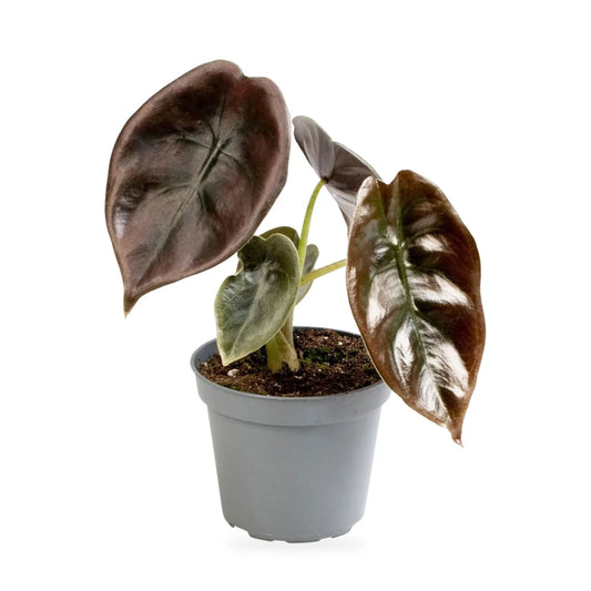 Alocasia Cuprea Red Secret als Jungpflanze im grauen Ø-6-cm-Anzuchttopf im Lieferzustand