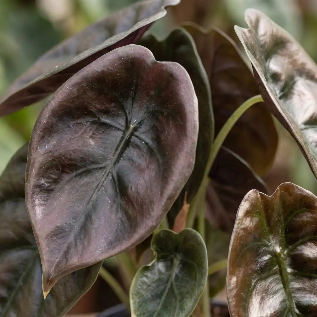 Nahaufnahme der kupferroten, metallisch glänzenden Blätter der Alocasia cuprea