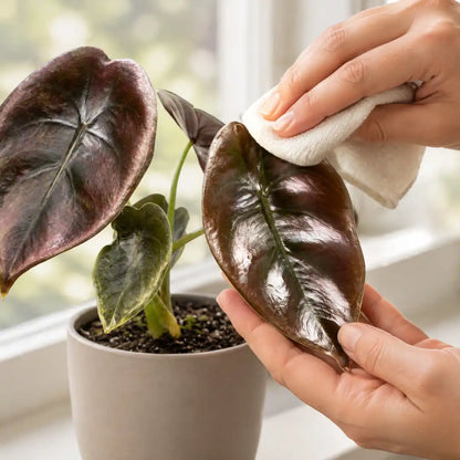Hand wischt ein Blatt der Alocasia Cuprea Red Secret mit einem weichen Tuch ab