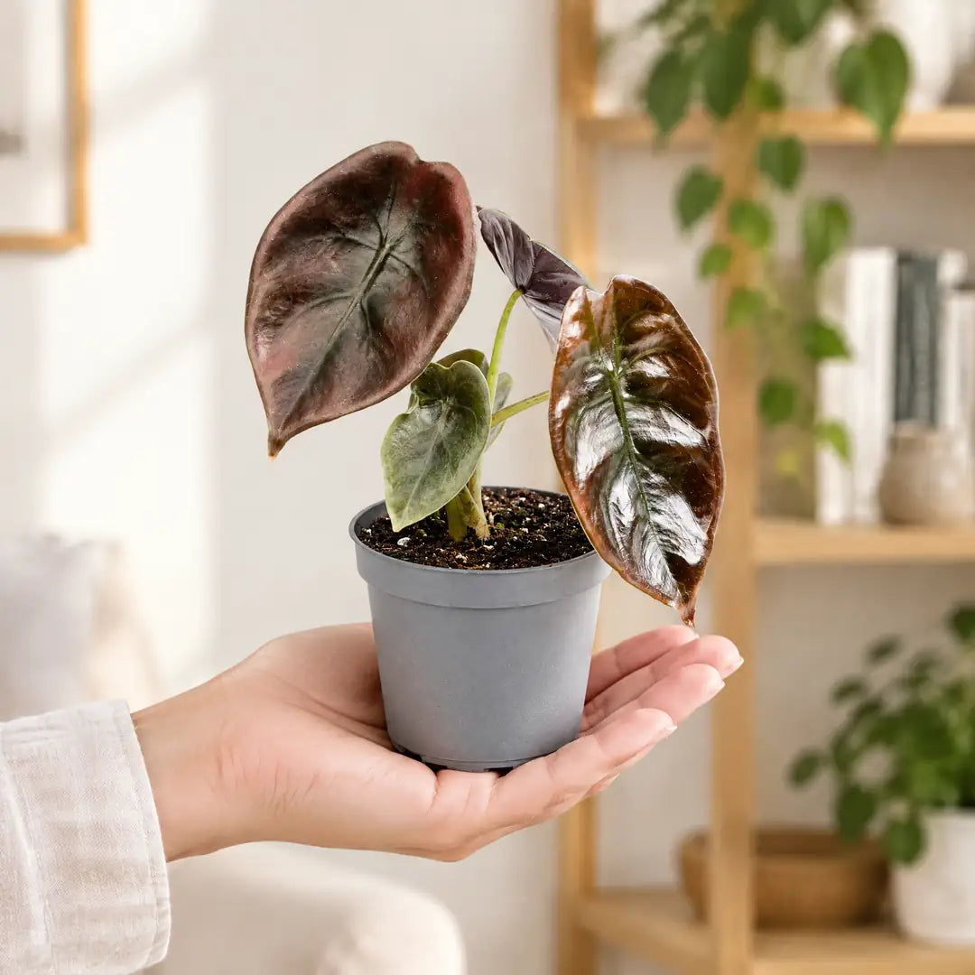 Alocasia Cuprea Red Secret im 6-cm-Anzuchttopf auf einer offenen Handfläche