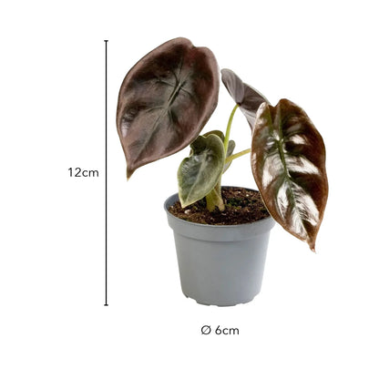 Größe Alocasia Cuprea Red Secret: 12 cm, Topf Ø 6 cm