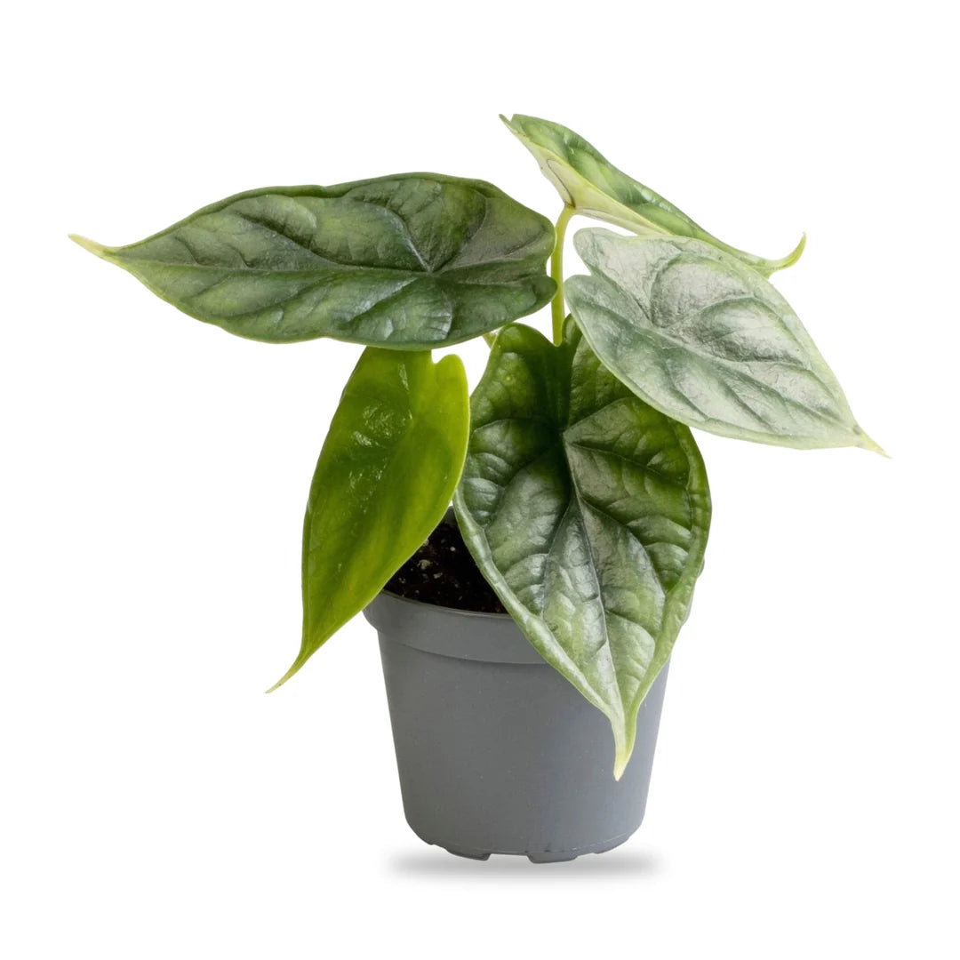 Alocasia Dragon Scale Jungpflanze im grauen 6-cm-Anzuchttopf, freigestellt