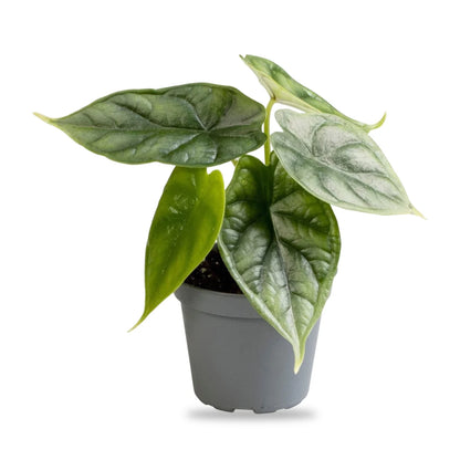 Alocasia Dragon Scale Jungpflanze im grauen 6-cm-Anzuchttopf, freigestellt