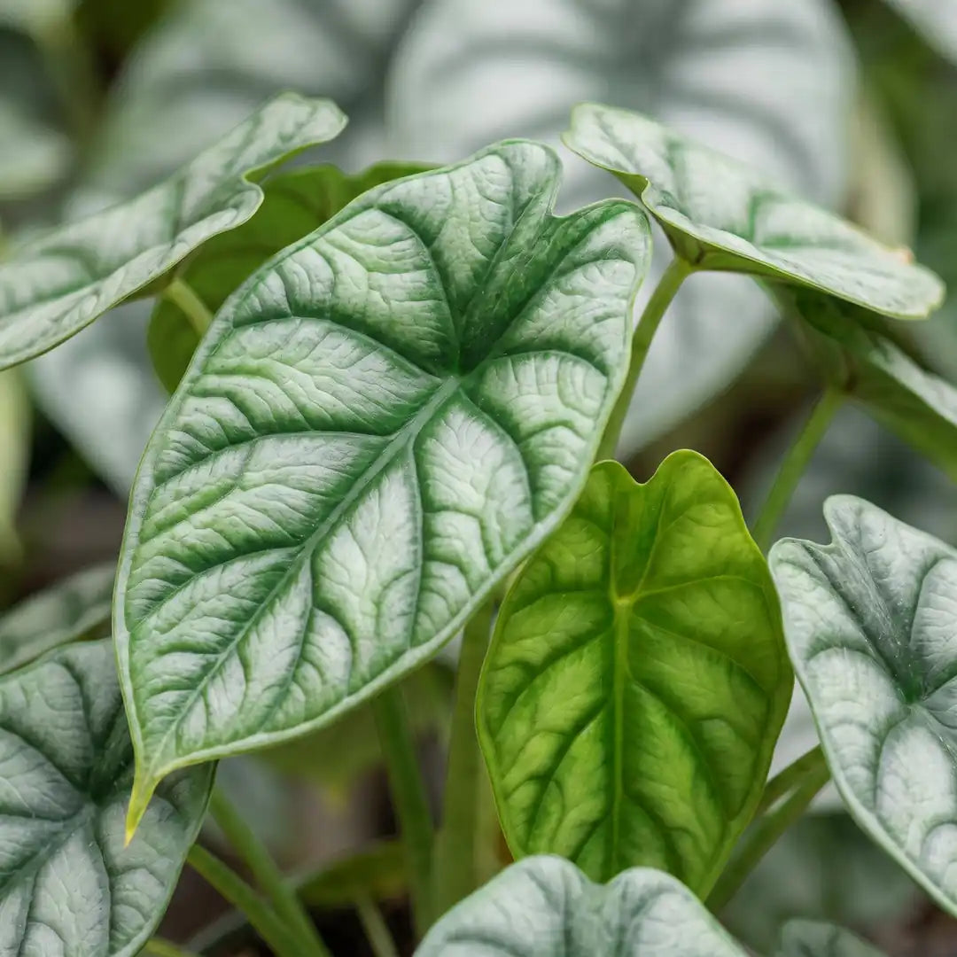 Nahaufnahme der silbrigen Blätter der Alocasia Dragon Scale mit Drachenschuppen-Relief