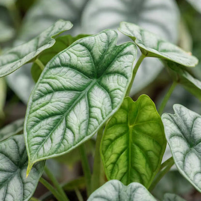 Nahaufnahme der silbrigen Blätter der Alocasia Dragon Scale mit Drachenschuppen-Relief