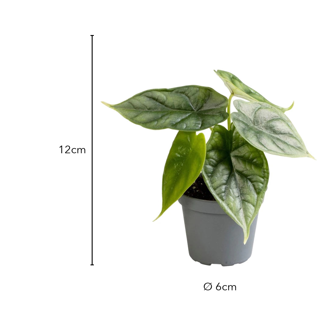 Größe Alocasia Dragon Scale: 12cm, Topf Ø 6cm