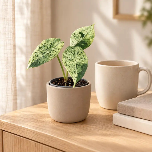 Alocasia Dragon Scale Mint Variegata im beigen Übertopf auf einem Sideboard im hellen Wohnzimmer