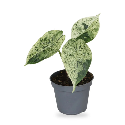 Alocasia Dragon Scale Mint Variegata als Jungpflanze im grauen Ø-6-cm-Kulturtopf im Lieferzustand