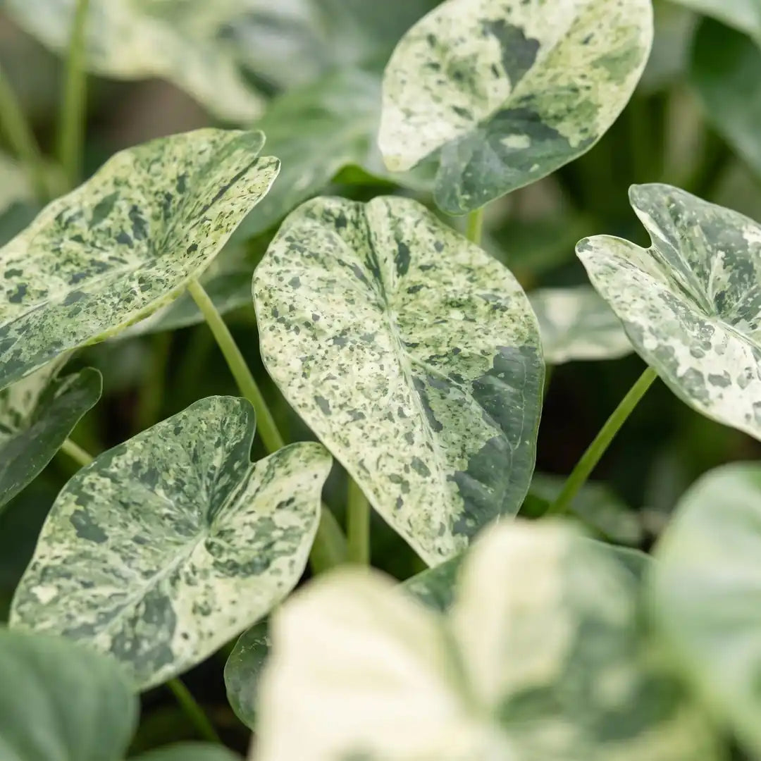 Nahaufnahme der mintgrün und cremeweiß gesprenkelten Blätter der Alocasia Dragon Scale Mint