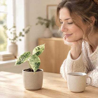 Frau am Tisch betrachtet ihre kleine Alocasia Dragon Scale Mint Variegata
