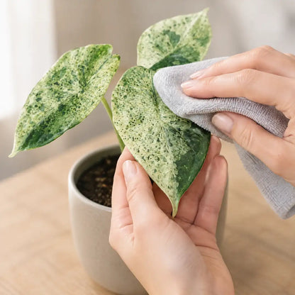 Hand wischt ein gesprenkeltes Blatt der Alocasia Dragon Scale Mint mit einem feuchten Tuch ab