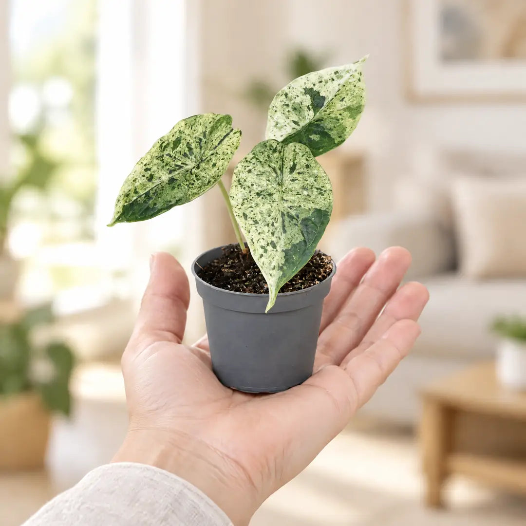 Alocasia Dragon Scale Mint Variegata im 6-cm-Topf auf der Handfläche als Größenvergleich