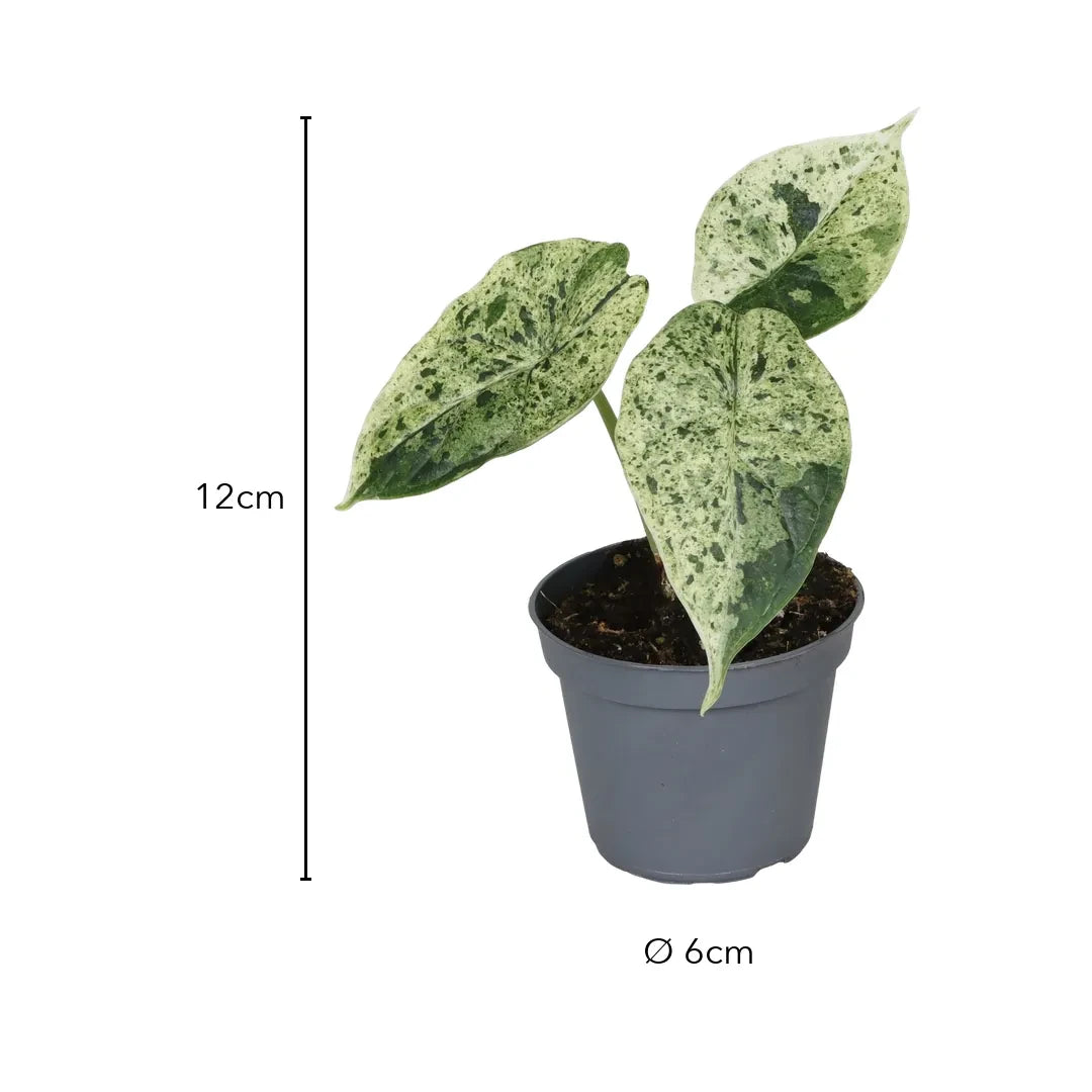 Größe Alocasia Dragon Scale Mint Variegata: 12 cm, Topf Ø 6 cm