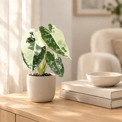 Alocasia Frydek Variegata im beigen Übertopf auf einem Holz-Sideboard im hellen Wohnzimmer