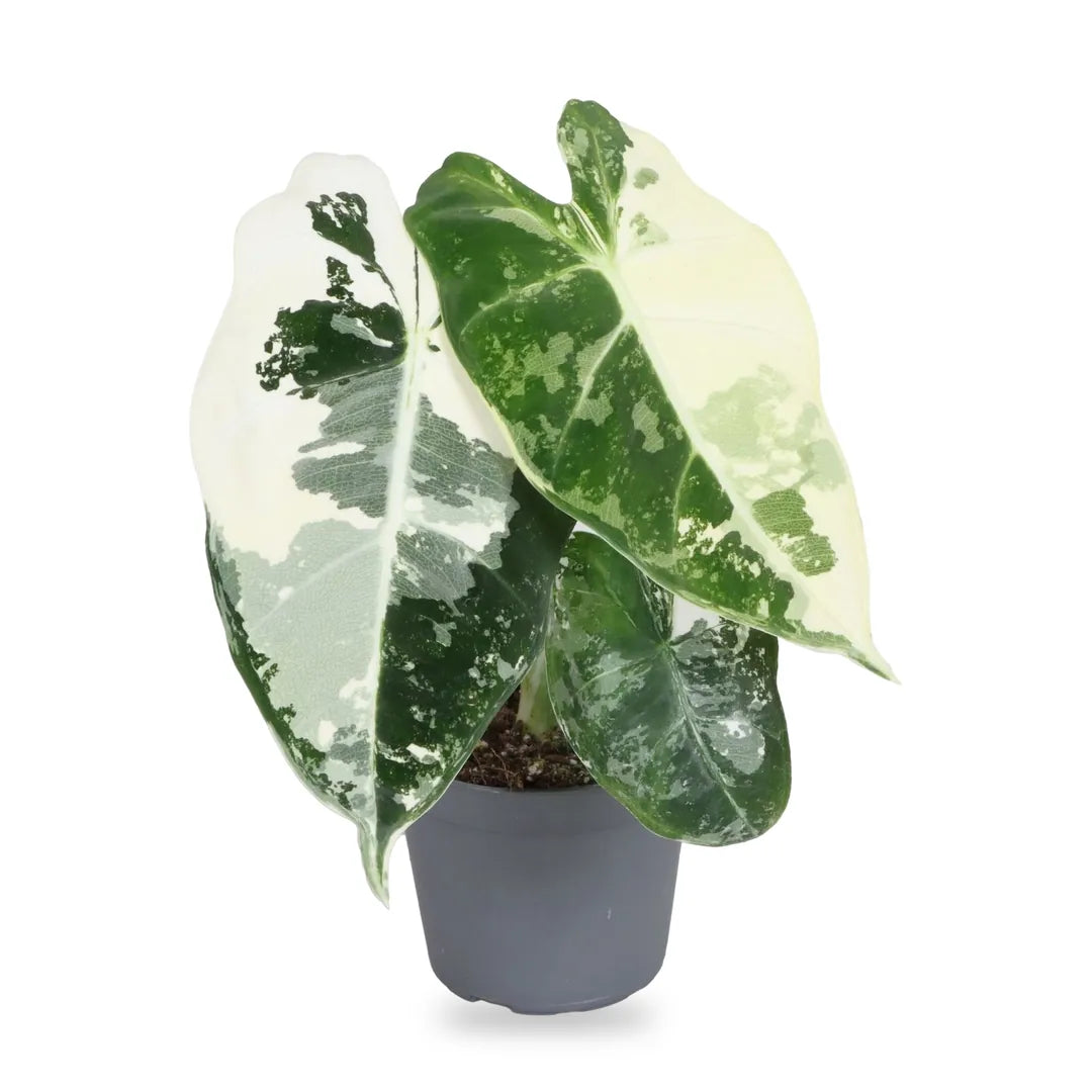 Alocasia Frydek Variegata als Jungpflanze im grauen Ø-6-cm-Anzuchttopf im Lieferzustand
