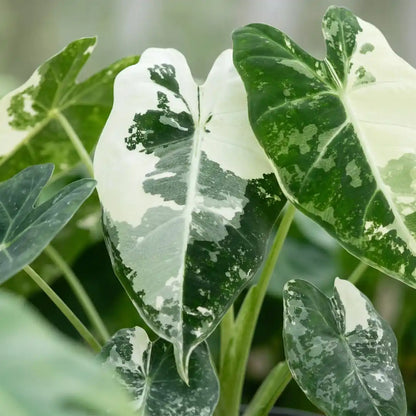 Nahaufnahme der samtigen, cremeweiß und grün marmorierten Pfeilblätter der Alocasia Frydek Variegata
