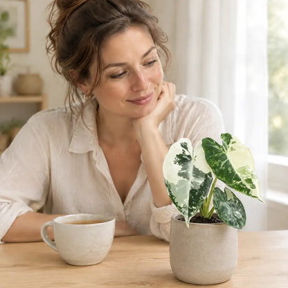 Frau am Tisch betrachtet ihre kleine Alocasia Frydek Variegata