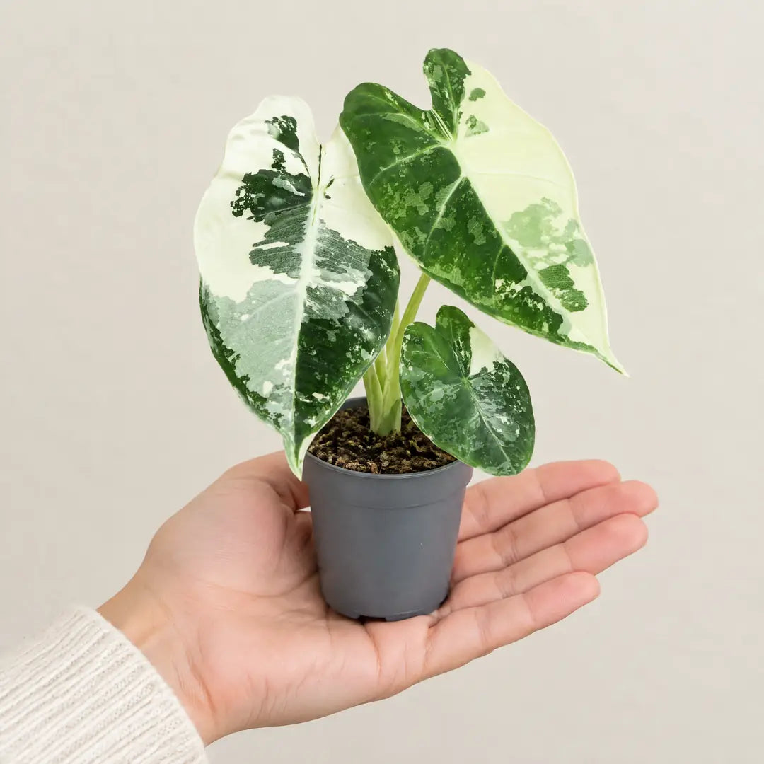 Alocasia Frydek Variegata im 6-cm-Topf auf einer Handfläche als Größenvergleich