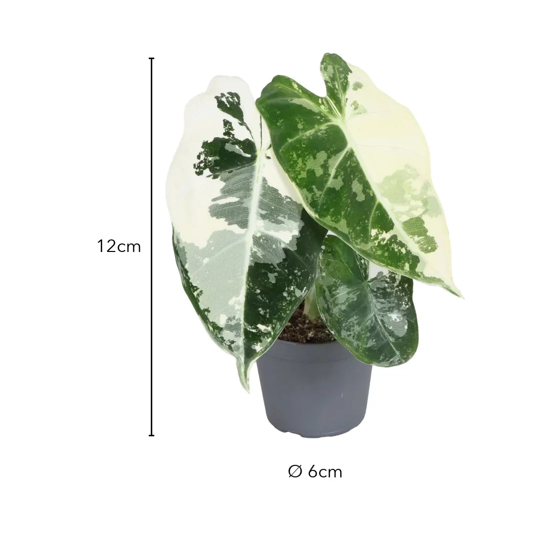Größe Alocasia Frydek Variegata: 12 cm, Topf Ø 6 cm
