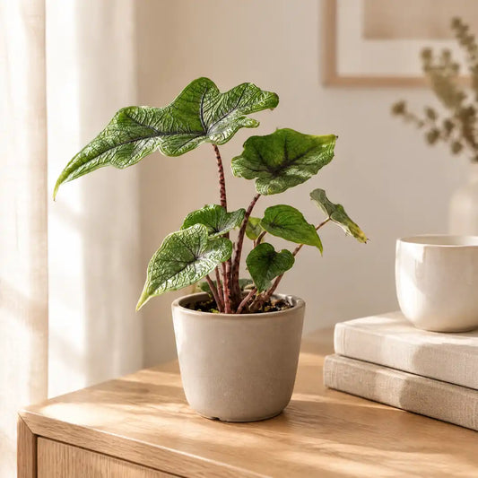Alocasia Jacklyn im beigen Übertopf auf einem Sideboard im hellen Wohnzimmer