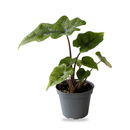 Alocasia Jacklyn als Jungpflanze im grauen Ø-6-cm-Kulturtopf im Lieferzustand