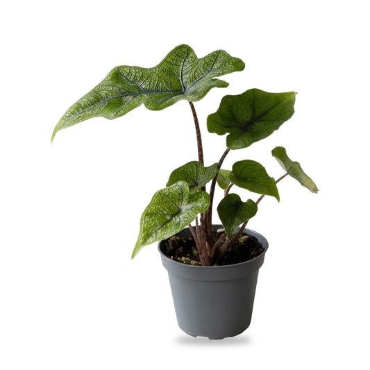 Alocasia Jacklyn als Jungpflanze im grauen Ø-6-cm-Kulturtopf im Lieferzustand