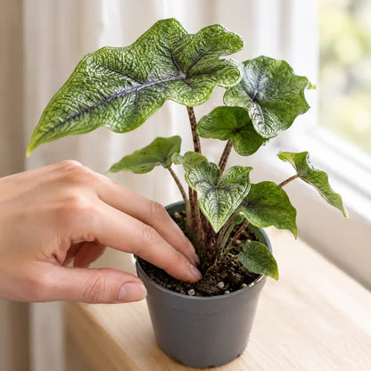 Fingerprobe in der Erde der Alocasia Jacklyn vor dem Gießen