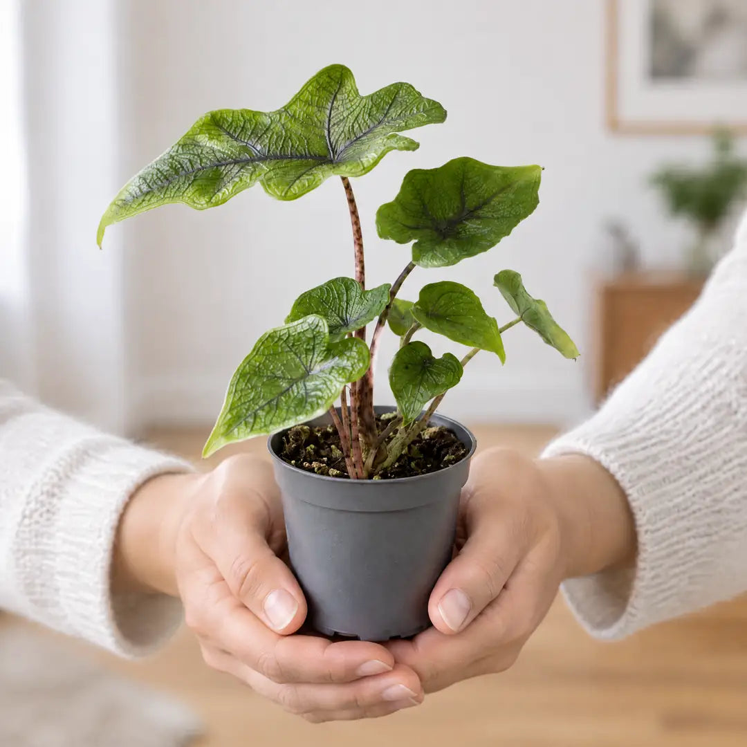 Alocasia Jacklyn im Ø-6-cm-Topf in zwei Händen als Größenvergleich