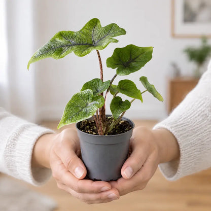 Alocasia Jacklyn im Ø-6-cm-Topf in zwei Händen als Größenvergleich