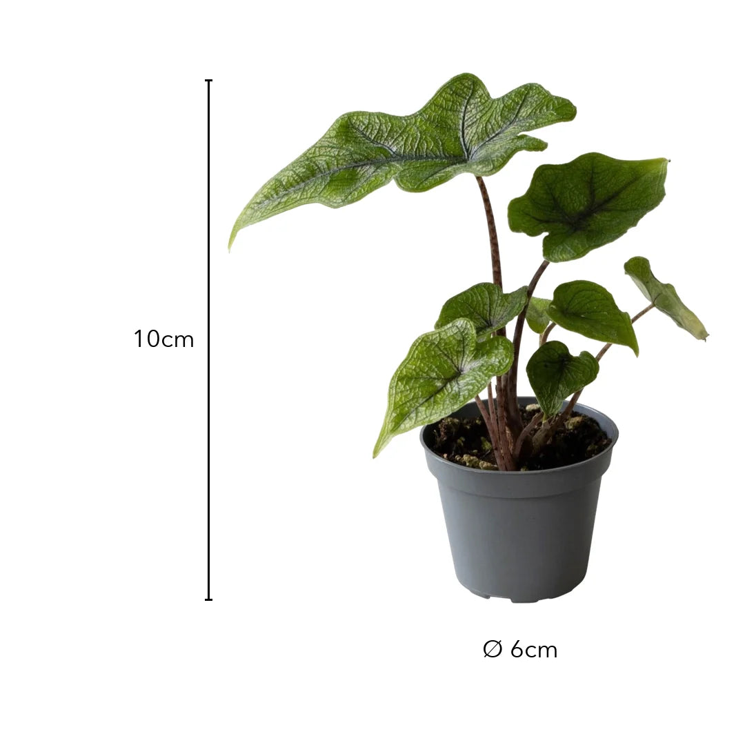 Größe Alocasia Jacklyn: 10 cm, Topf Ø 6 cm