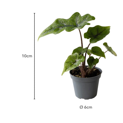 Größe Alocasia Jacklyn: 10 cm, Topf Ø 6 cm